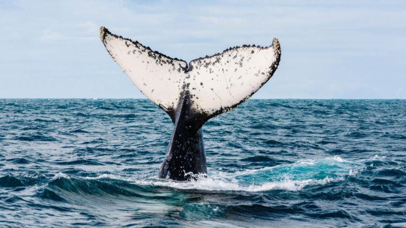 Enjoy one of Noosa’s most breath-taking experiences on a spectacular nature cruise to observe humpback whales in their natural habitat…